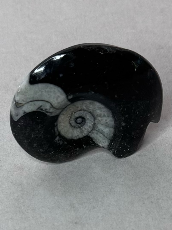 NONE Other - Polished Black & Gray Ammonite Fossil Display